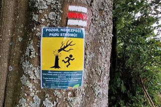 Bobři řádí v oblíbeném rybníku u Telče, nahlodané stromy ohrožují turisty - Novinky